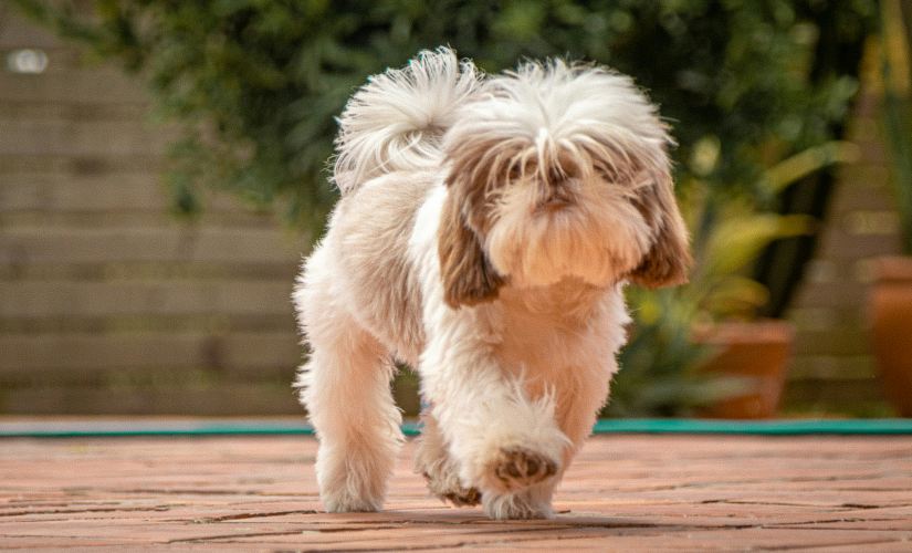 Grooming Img