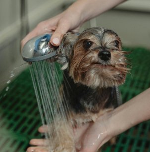 Serv Img 